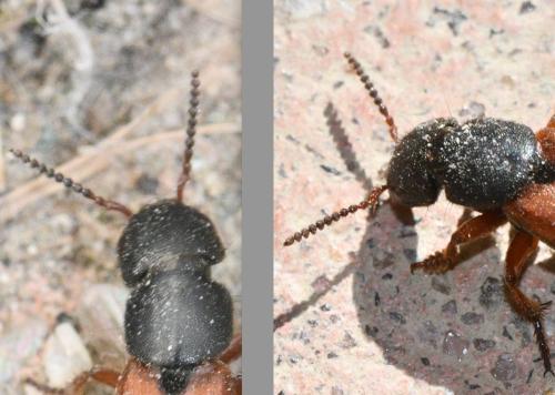 Platydracus sp.